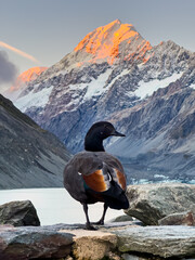 Paradise Shelduck with Mount Cook in the background, evening, sunset