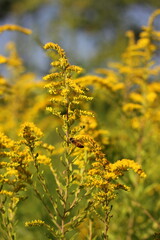 yellow flowers in spring