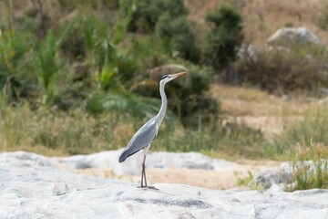 Grey heron