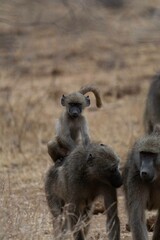 Chacma baboon