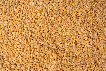 Wheat grain as a background. Top view.