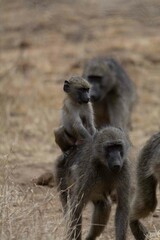 Chacma baboon