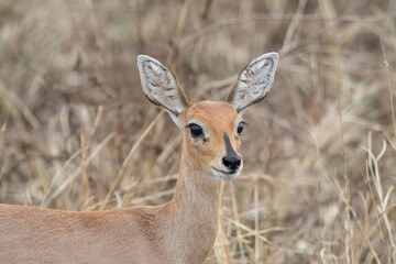 Steenbok
