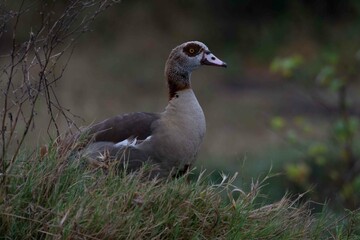Egyptian goose