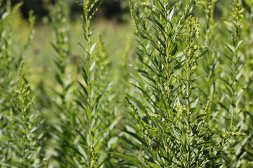 green grass background