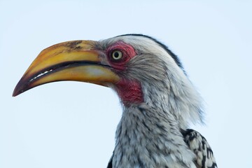 Yellow-billed hornbill