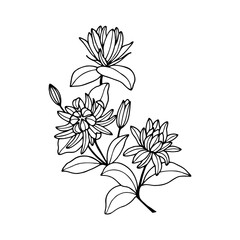 Calicanthus flowers. Vector stock illustration eps10. Isolate on a white background, outline. Hand drawing. Adobe Illustrator Artwork