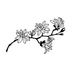 Flowers Magnolia Stellata Pink. Vector stock illustration eps10. Isolate on a white background, outline. Hand drawing. Adobe Illustrator Artwork