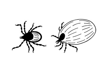 Insects Mites. Vector stock illustration eps10. Isolate on a white background, outline. Hand drawing. Adobe Illustrator Artwork