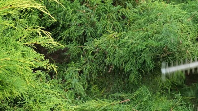 Pruning juniper. Trimming juniper in the park. Gardener with brush cutter makes pruning of juniper and arborvitae. Taking care of garden in spring. Concept of landscape design, gardening, landscaping