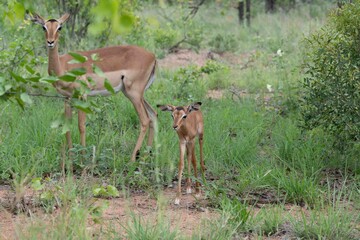 Impala