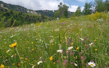 A Mountain Meadow's Charm, Serenity Amongst the Blossoms, The Essence of Mountain Meadows Ai Generated