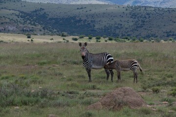 Obraz premium Cape mountain zebra