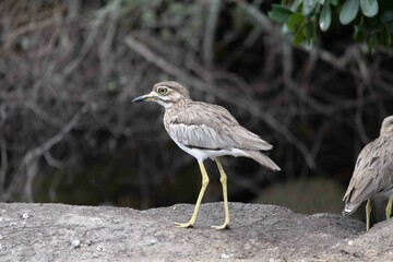 Water thick-knee