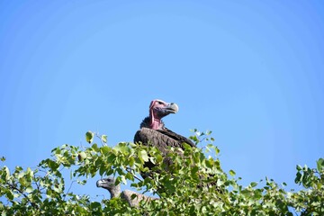 Lappet-faced vulture