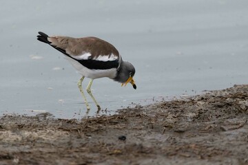 Wattled lapwing