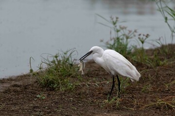 Little egret