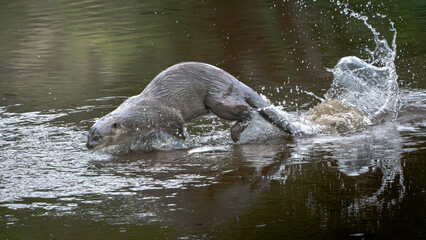 Fototapeta premium Smooth Coated Otter at Ulu Pandan park connector