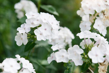 blooming phlox bush in sunlight in the garden, summer floral background	
