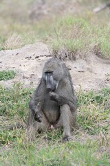 Chacma baboon