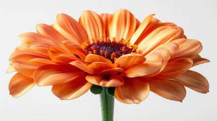 Studio Shot of orange Colored Cosmos Flower