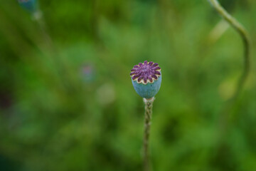 Delicate flower bud emerges in a lush green garden under soft morning light