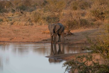 Obraz premium Elephant