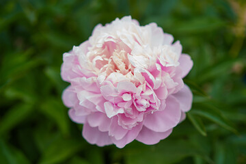 Delicate pink peony blooms gracefully in a vibrant garden during springtime