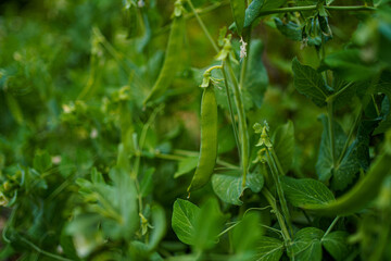 Obraz premium Fresh green peas growing on plants in a sunny garden during late spring