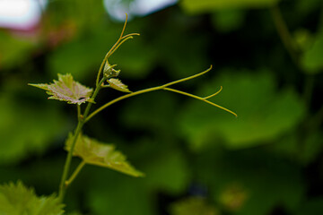 Green vine tendril stretching towards sunlight in a lush vineyard during spring season