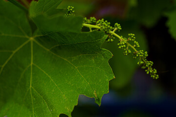 Close-up view of young grapevine buds and leaves in early spring showing growth and vitality in the vineyard