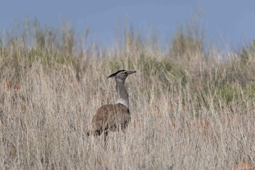 Kori bustard