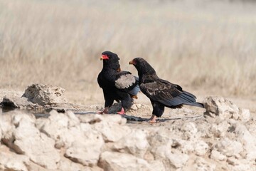 Bateleur