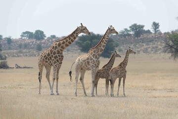Southern giraffe
