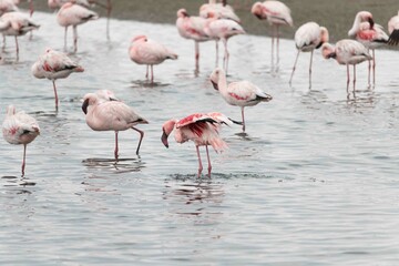 Lesser flamingo