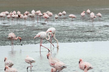 Lesser flamingo