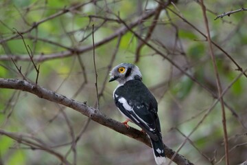 White-crested helmet-shrike