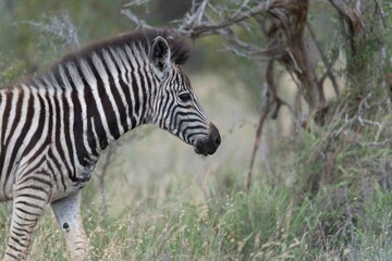 Burchell's zebra