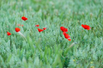 Coquelicots dans un champ de blé