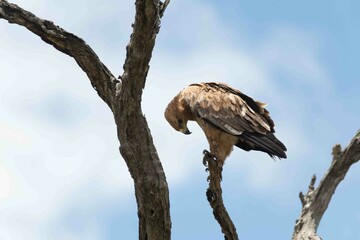 Tawny eagle