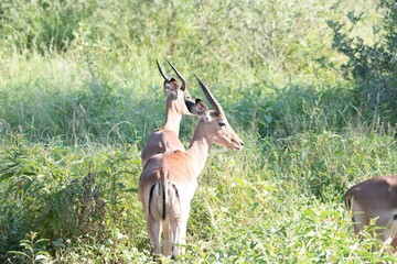 Impala