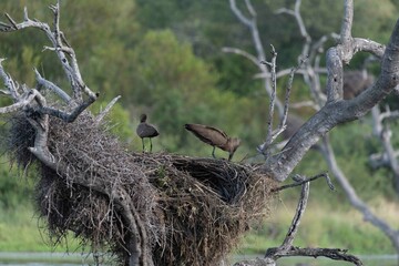 Hamerkop