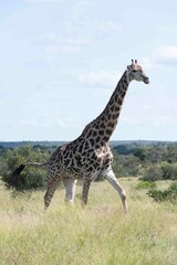 Fototapeta premium Southern giraffe