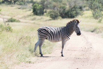 Burchell's zebra
