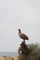 Swainson's spurfowl