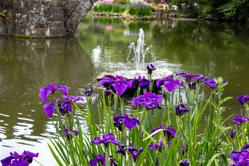 諫早公園の池と花ショウブ