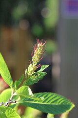 Fototapeta premium flower of a plant