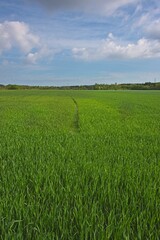 Pole uprawne na rozległej równinie porośnięte zielonym dojrzewającym zbożem. Niebo jest lekko zachmurzone pokryte białymi chmurami. © boguslavus