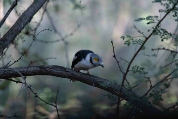 White-crested helmet-shrike