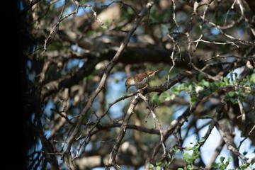 Stierling's wren-wrbler